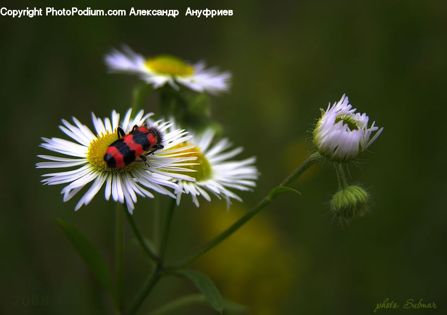 Daisies, Daisy, Flower, Plant, Blossom, Flora, Geranium