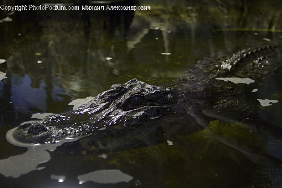 Amphibian, Frog, Wildlife, Water, Art, Gargoyle, Statue