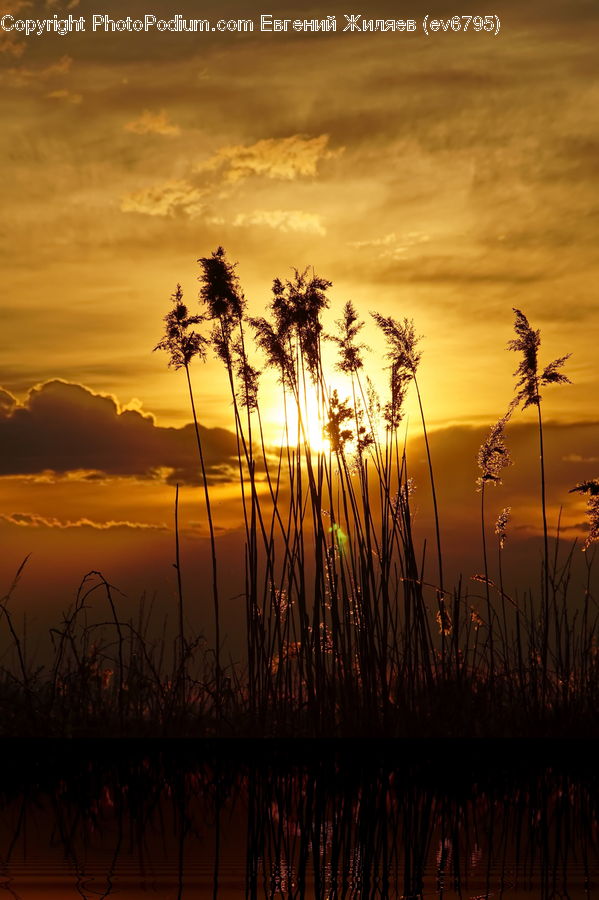 Grass, Plant, Reed, Dawn, Dusk, Red Sky, Sky