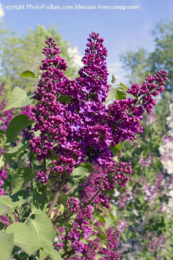 Blossom, Flower, Lilac, Plant, Flora, Bush, Vegetation