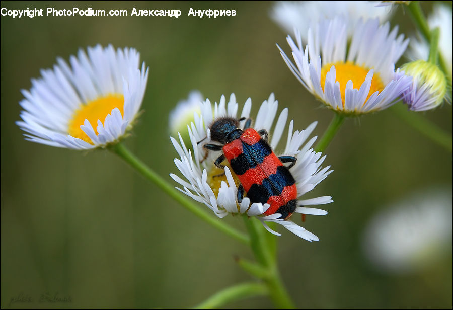 Bee, Insect, Invertebrate, Daisies, Daisy, Flower, Plant