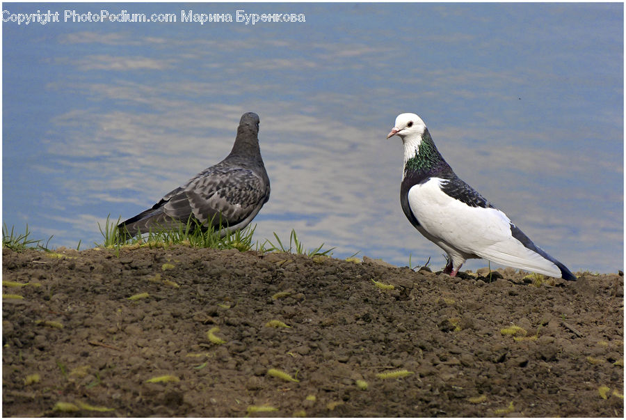 Bird, Pigeon, Dove, Seagull