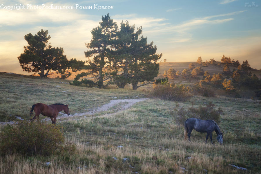 Animal, Horse, Mammal, Deer, Elk, Wildlife, Countryside