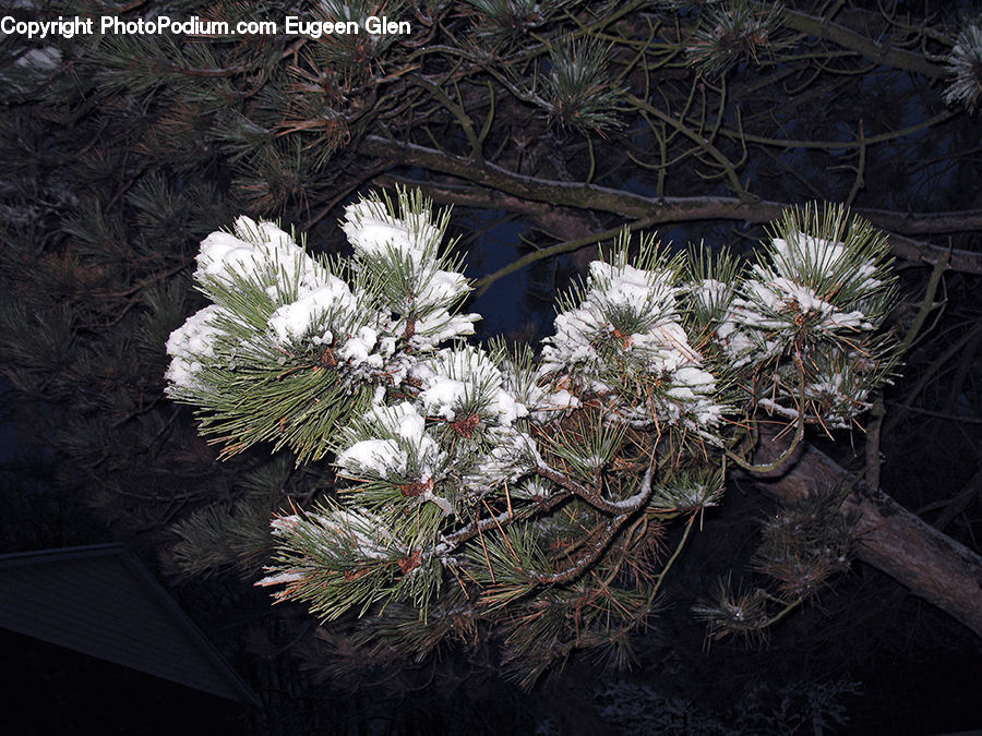 Conifer, Fir, Plant, Tree, Flower, Flower Arrangement, Flower Bouquet