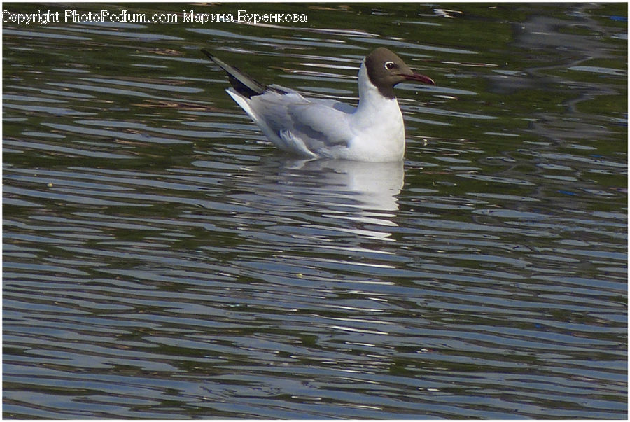 Bird, Goose, Waterfowl, Duck, Teal, Beak, Aircraft