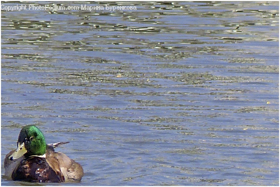 Bird, Duck, Teal, Waterfowl, Algae, Coast, Outdoors