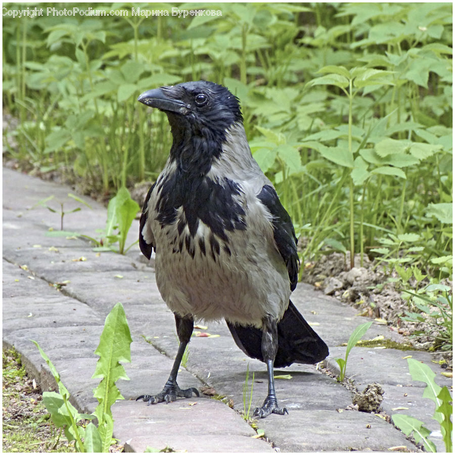 Bird, Blackbird, Crow