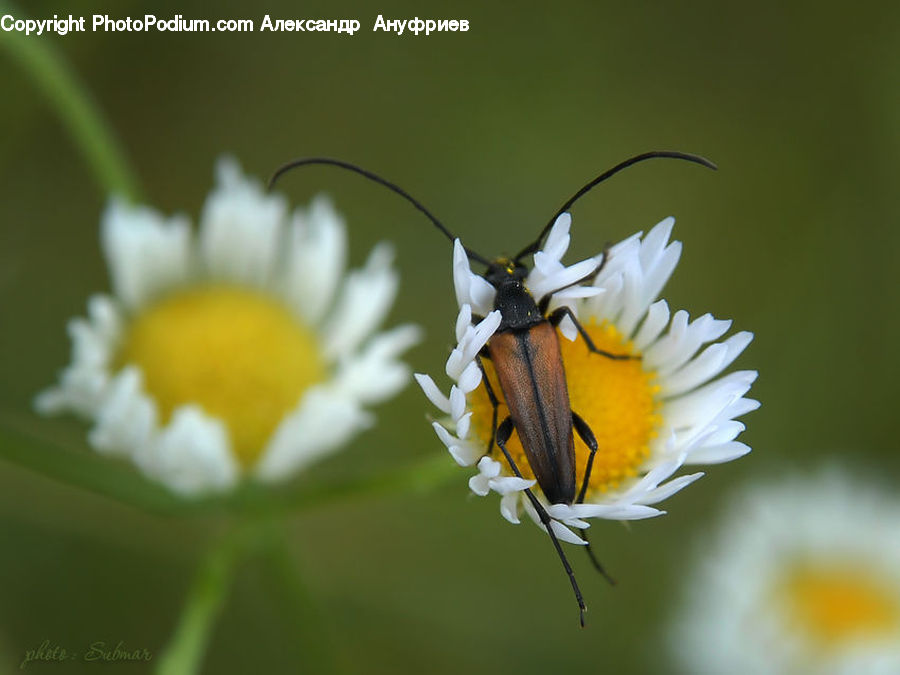 Bee, Insect, Invertebrate, Butterfly, Monarch, Asteraceae, Blossom