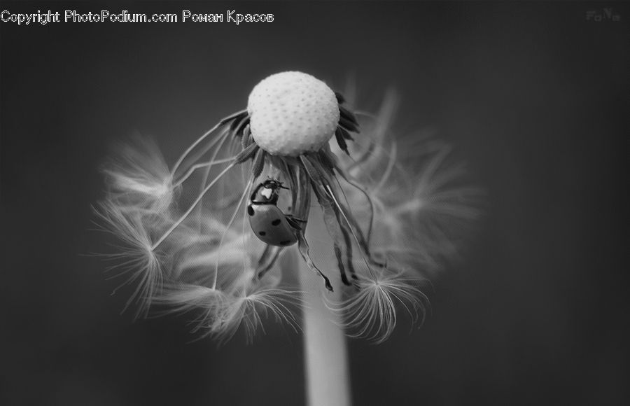 Dandelion, Flower, Plant, Blossom, Flora, Anther, Petal