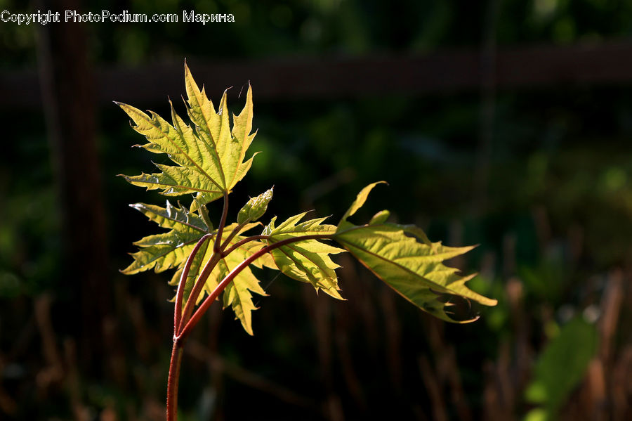 Plant, Conifer, Fir, Tree, Fern, Blossom, Flora