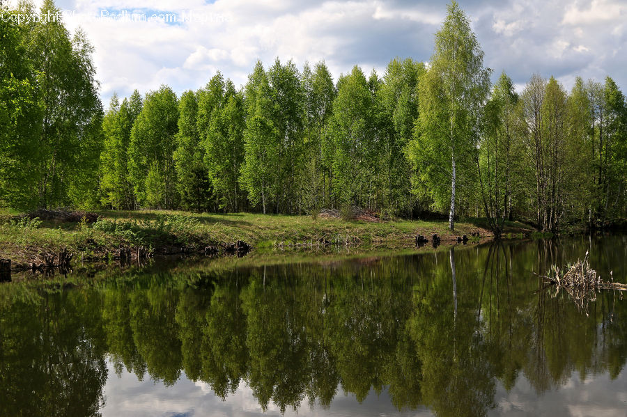 Outdoors, Pond, Water, Forest, Vegetation, Conifer, Fir