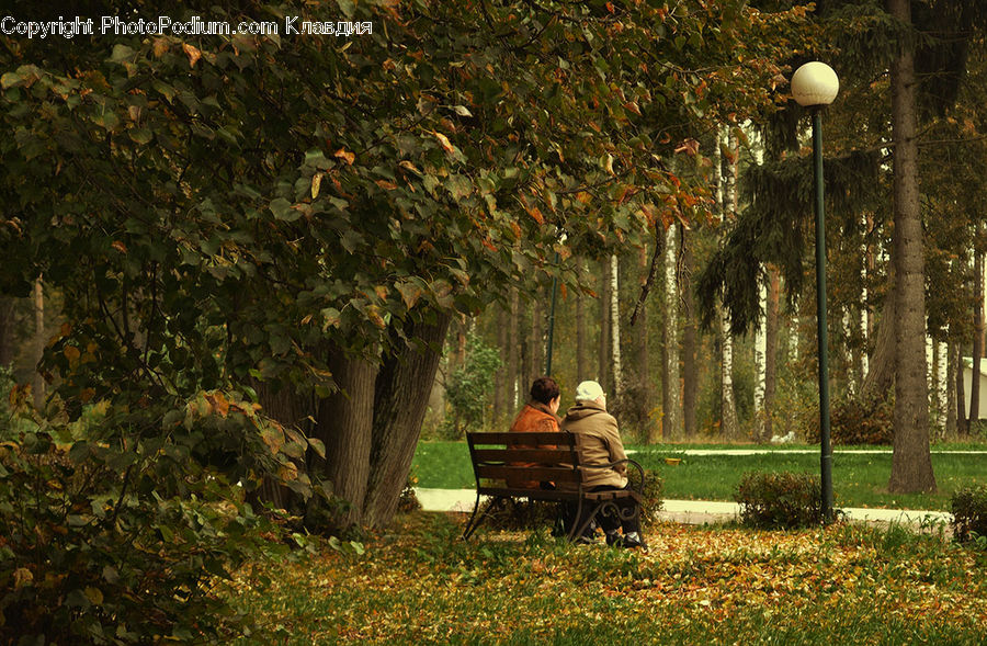 Bench, Field, Grass, Lawn, Park Bench, Forest, Vegetation