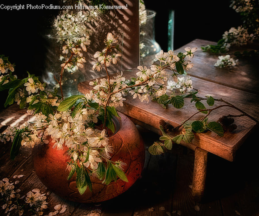 Plant, Potted Plant, Jar, Pot, Urn, Vase, Conifer