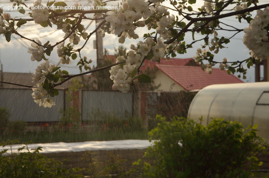 Blossom, Cherry Blossom, Flower, Plant, Potted Plant, Train, Vehicle