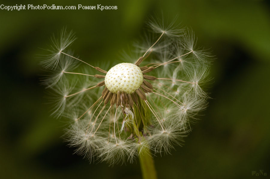 Dandelion, Flower, Plant, Grain, Seed, Blossom, Flora