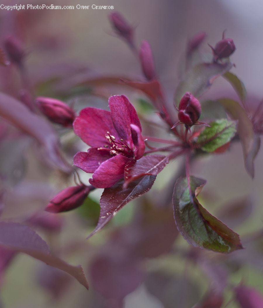 Blossom, Flora, Flower, Geranium, Plant, Bud, Petal