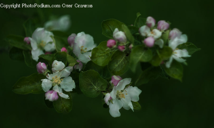 Blossom, Flora, Flower, Plant, Petal, Aquilegia, Lilac