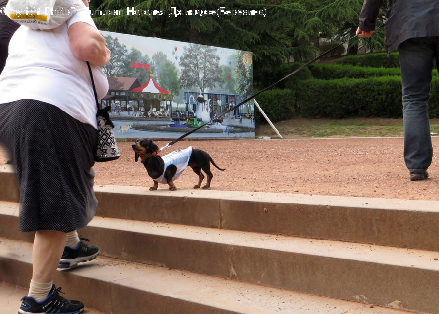 Human, People, Person, Animal, Beagle, Canine, Dog
