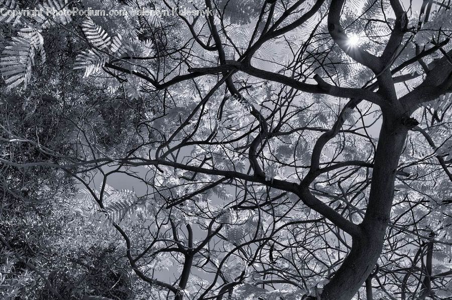 Plant, Tree, Oak, Wood, Silhouette, Forest, Vegetation