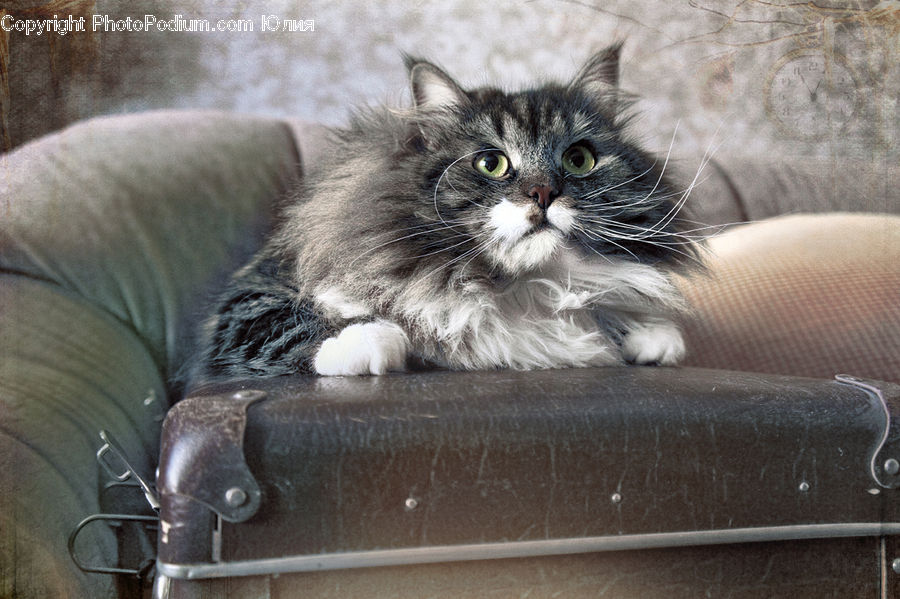 Animal, Cat, Mammal, Manx, Pet