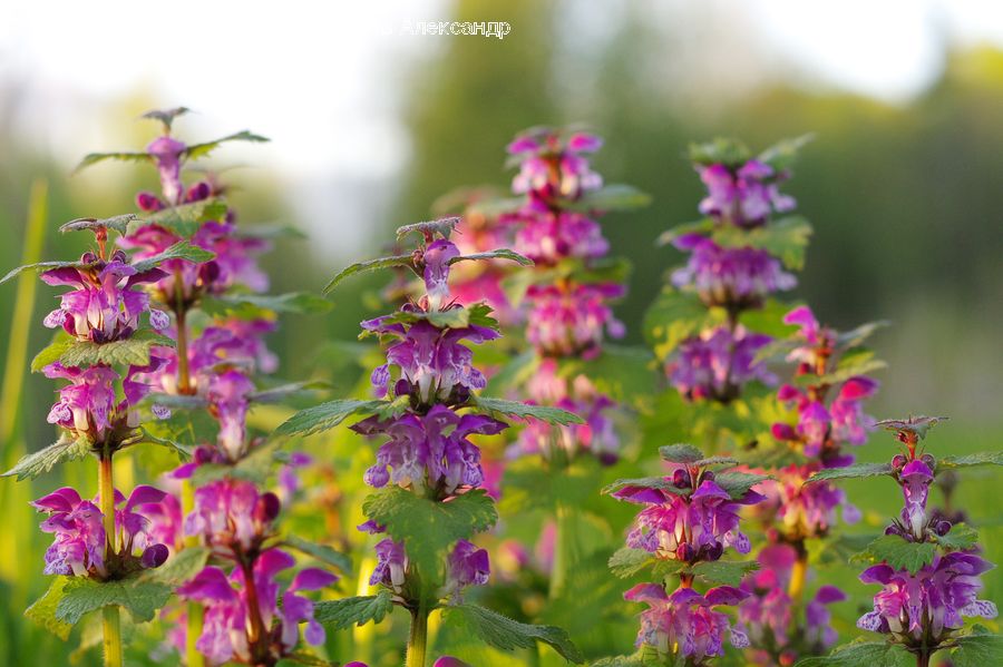 Blossom, Flora, Flower, Geranium, Plant, Lupin, Aster