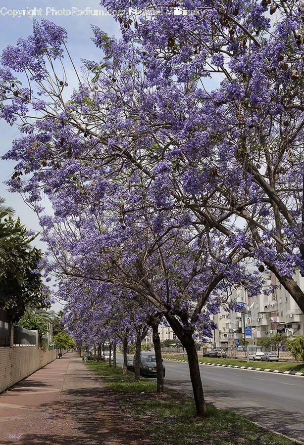 Blossom, Flora, Flower, Plant, Cherry Blossom, Lilac, Tree