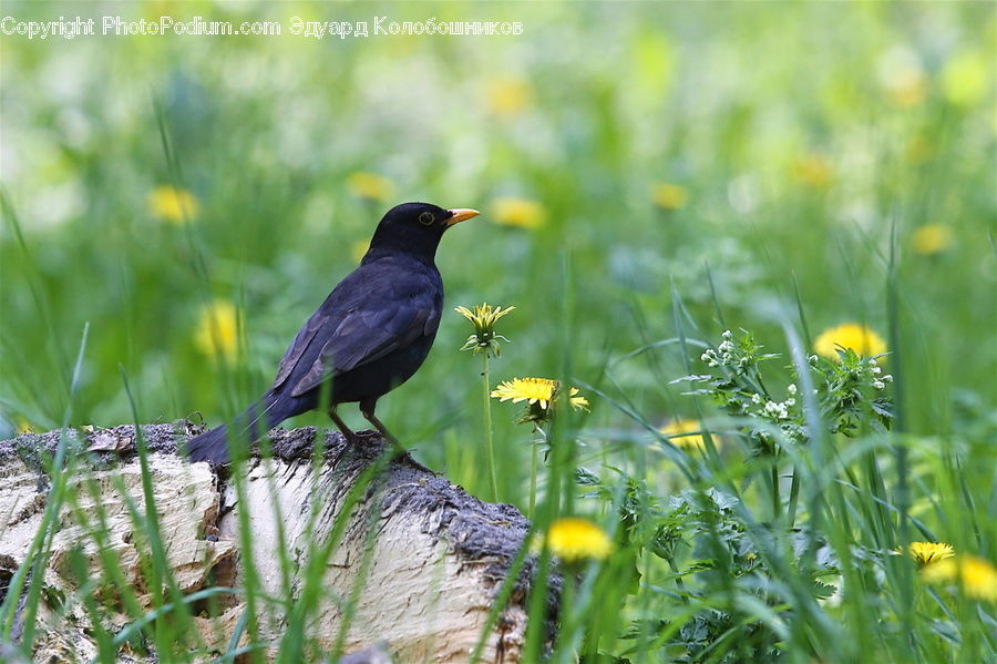 Bird, Blackbird, Agelaius, Crow