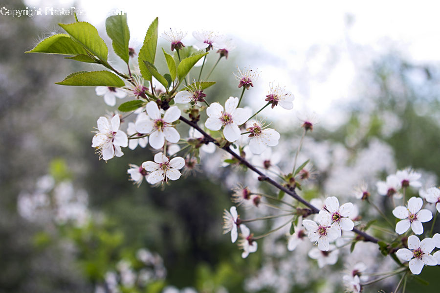 Blossom, Flora, Flower, Plant, Cherry Blossom