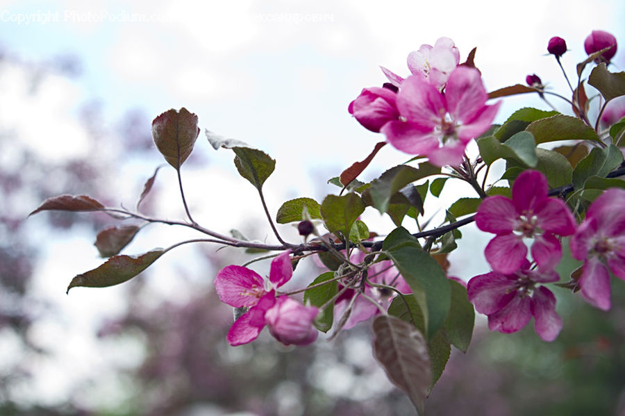 Blossom, Flora, Flower, Plant, Cherry Blossom, Petal, Cosmos