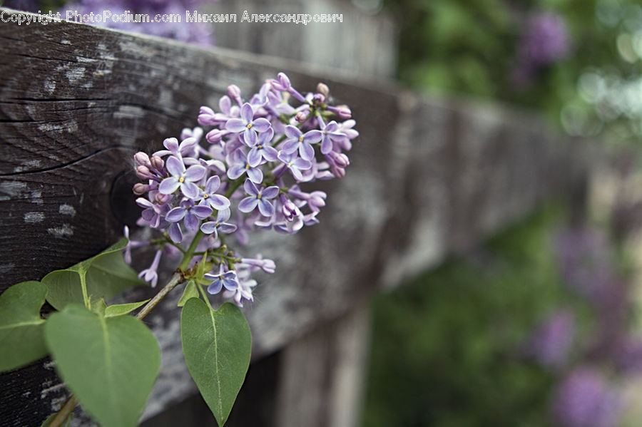 Blossom, Flower, Lilac, Plant, Flora, Soil, Bowl
