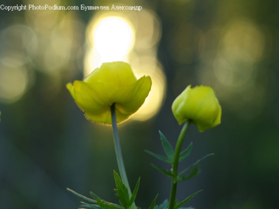 Bud, Plant, Flare, Light, Sunlight, Blossom, Flora