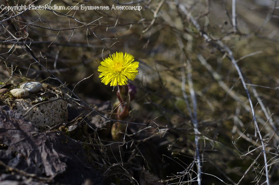 Dandelion, Flower, Plant, Asteraceae, Blossom, Flora, Aster