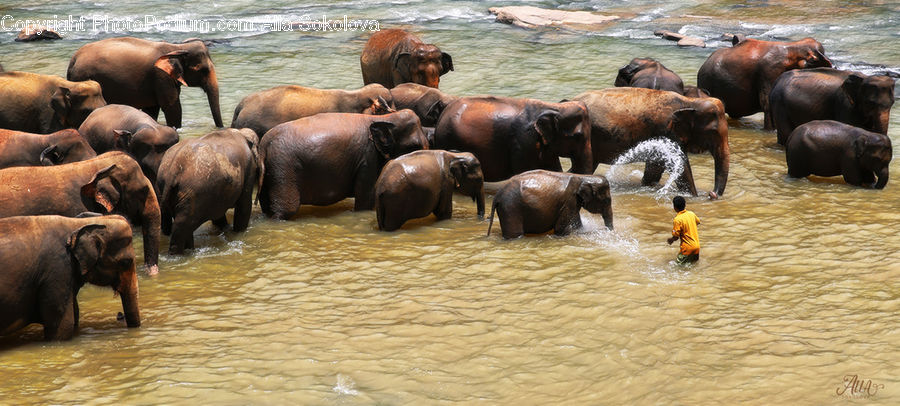 Animal, Elephant, Mammal, Buffalo, Bull, Countryside, Farm