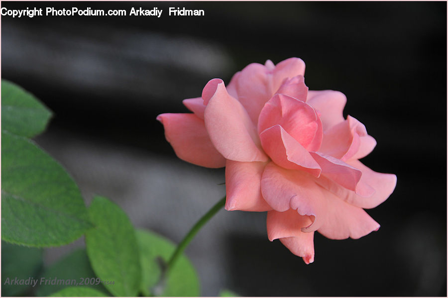 Blossom, Flora, Flower, Plant, Carnation, Geranium, Flower Arrangement
