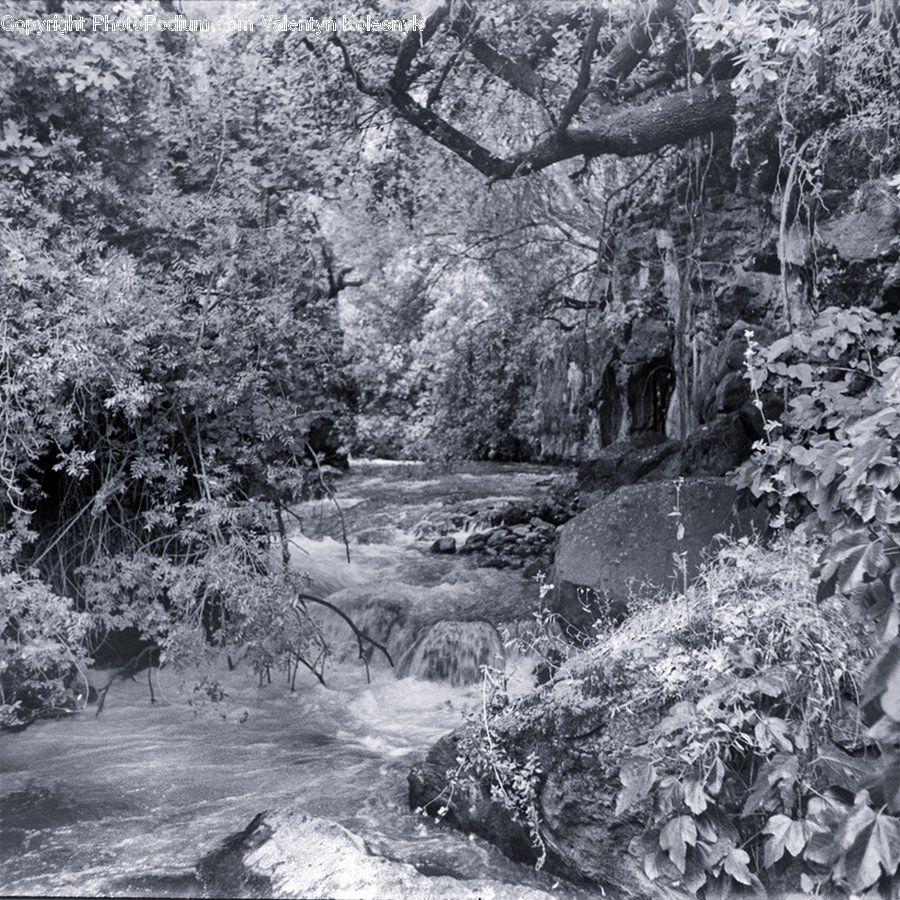 Creek, Outdoors, River, Water, Forest, Grove, Land