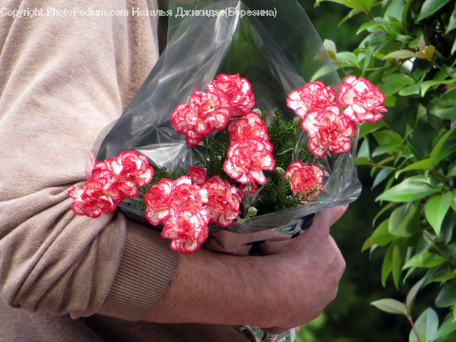 Blossom, Flower, Peony, Plant, Potted Plant, Flower Arrangement, Flower Bouquet