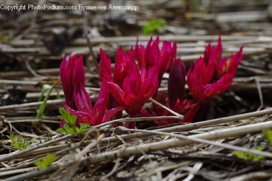 Blossom, Crocus, Flora, Flower, Plant, Vegetation, Treasure Flower
