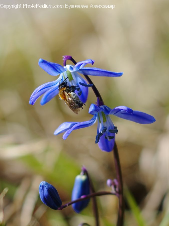 Bud, Plant, Bee, Insect, Invertebrate, Aquilegia, Blossom