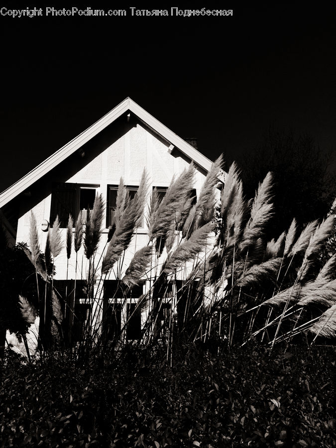 Building, Cottage, Housing, Blossom, Flora, Flower, Plant
