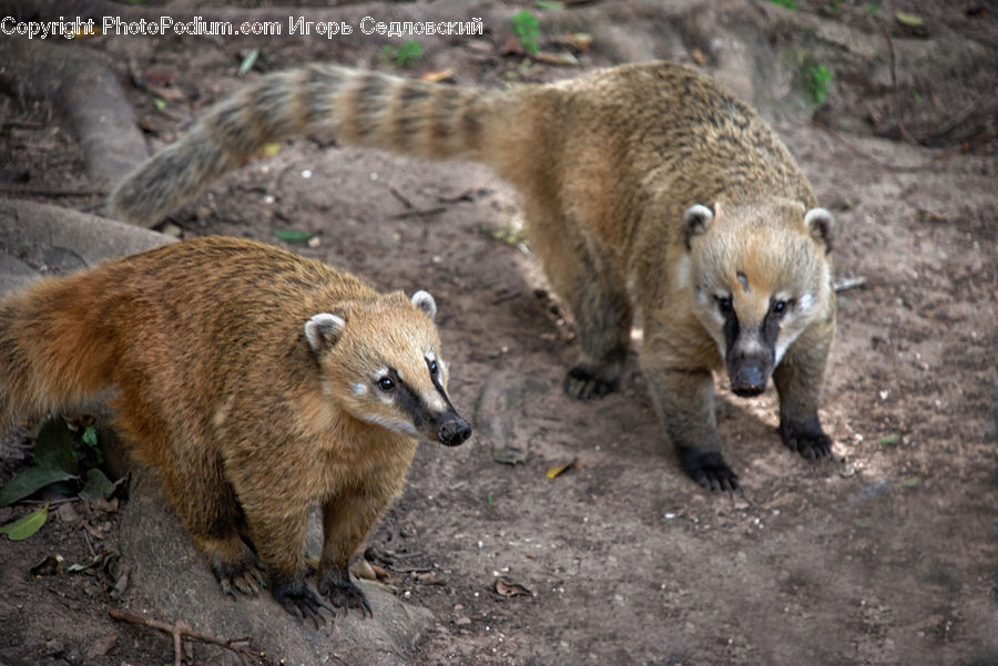 Animal, Bear, Brown Bear, Mammal, Cougar, Lion, Puma