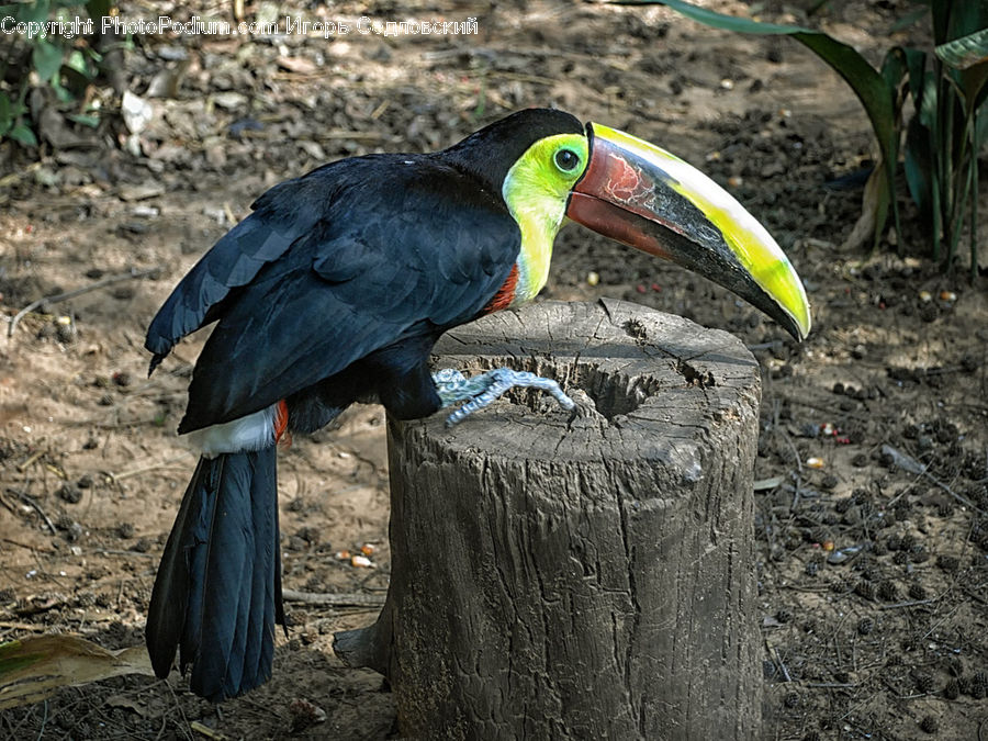 Bird, Toucan, Beak, Soil, Plant, Forest, Jungle