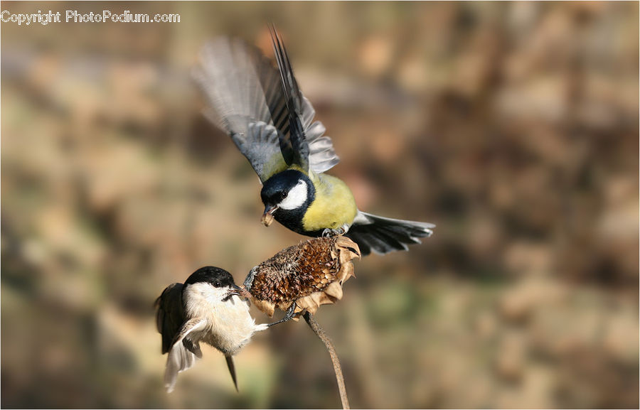 Bird, Finch, Swallow, Beak, Grain, Seed, Buzzard