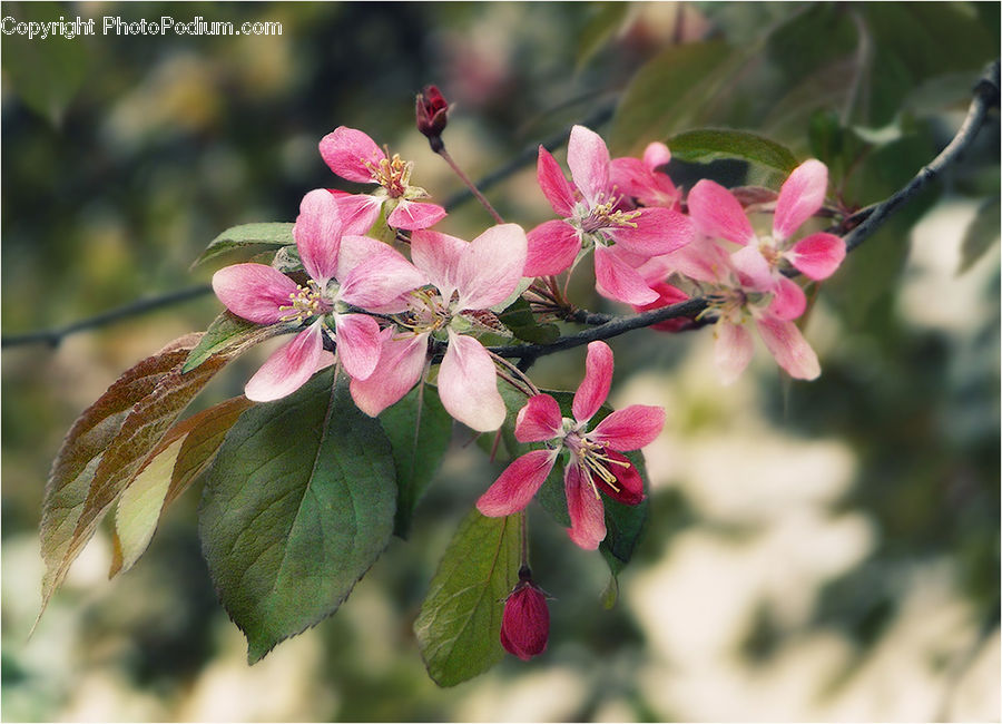Blossom, Flora, Flower, Plant, Geranium, Cherry Blossom