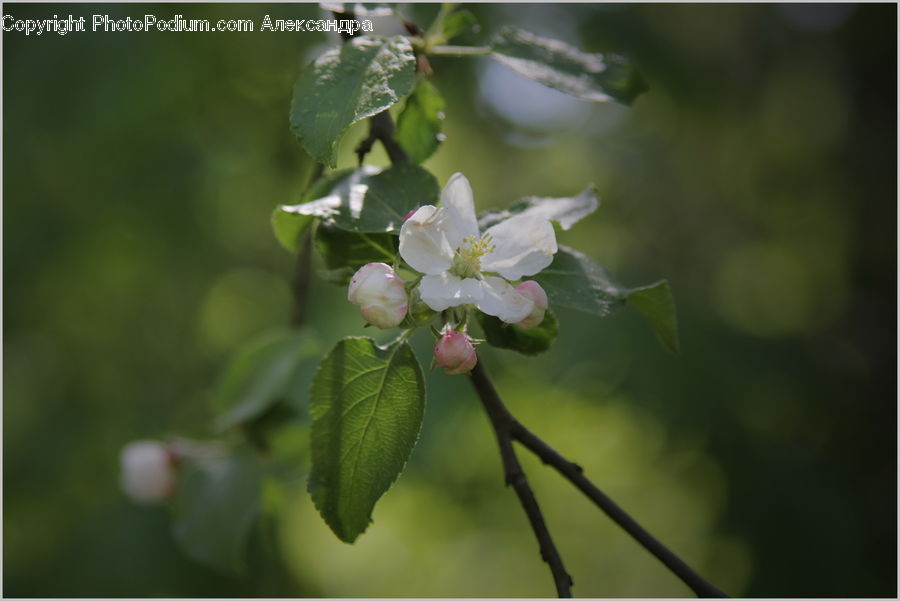 Blossom, Flora, Flower, Plant, Cherry Blossom