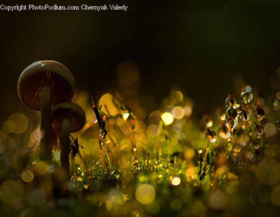 Moss, Plant, Blossom, Flora, Flower, Field, Grass