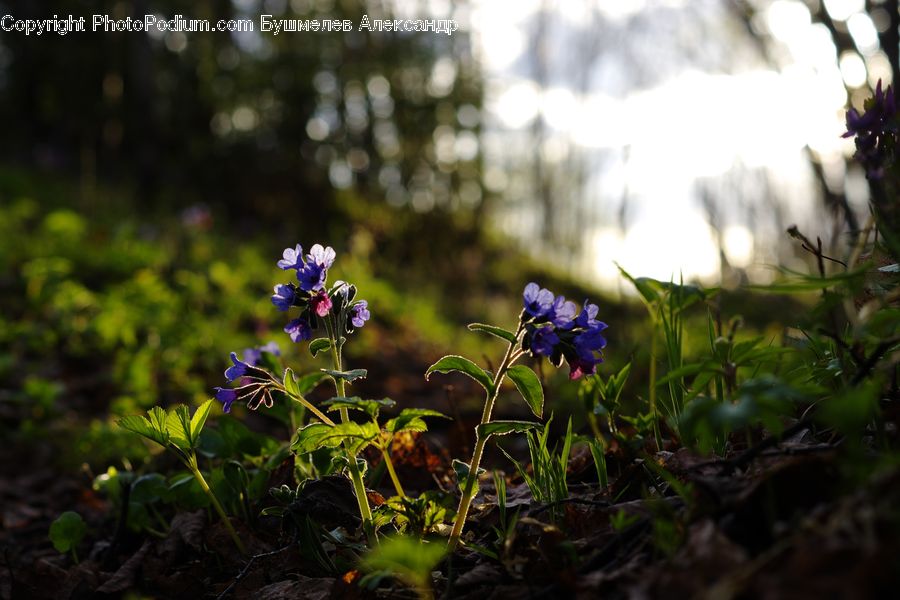 Fiber, Flax, Flora, Flower, Plant, Blossom, Geranium