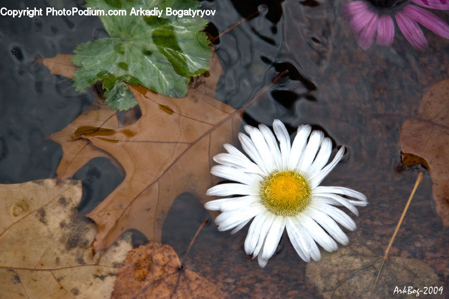 People, Person, Human, Daisies, Daisy, Flower, Plant