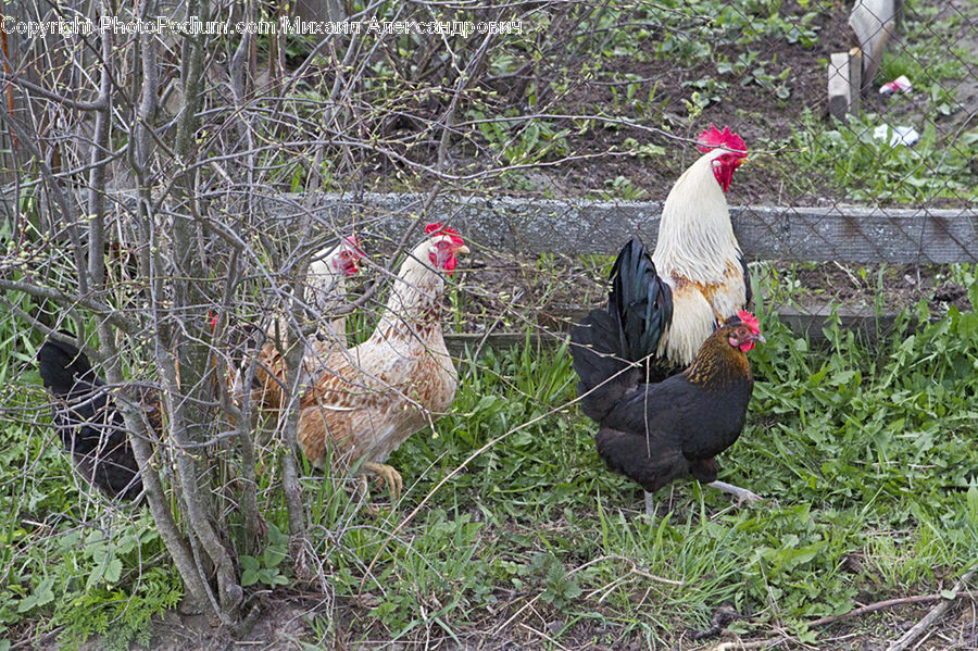 Chicken, Cock Bird, Fowl, Poultry, Rooster, Bird, Grouse