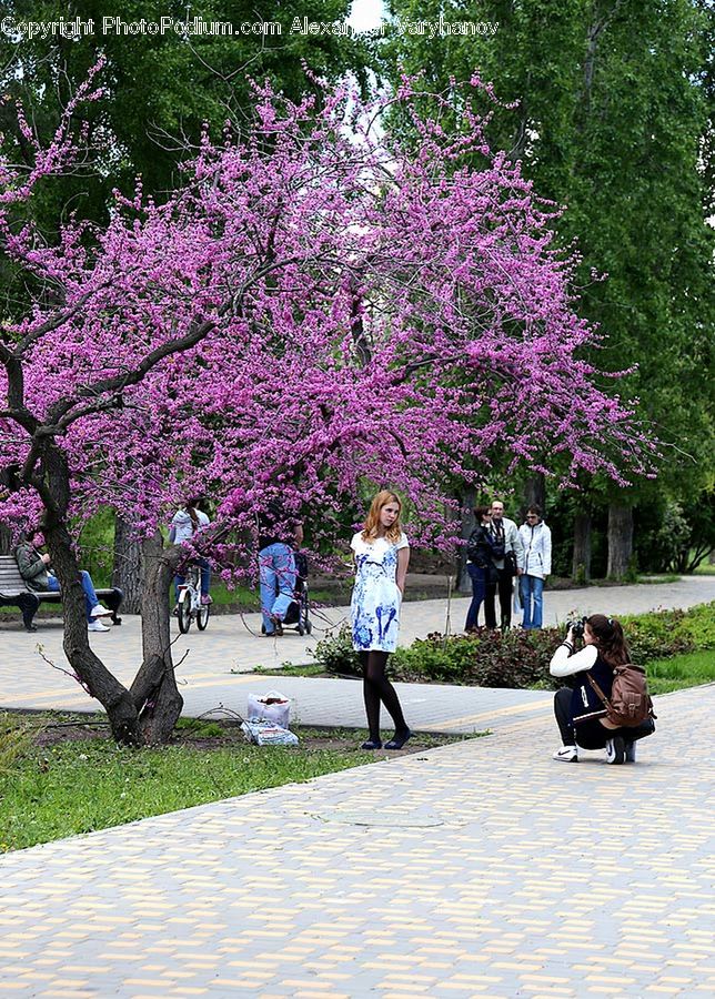 Blossom, Flora, Flower, Plant, Cherry Blossom, Boardwalk, Path