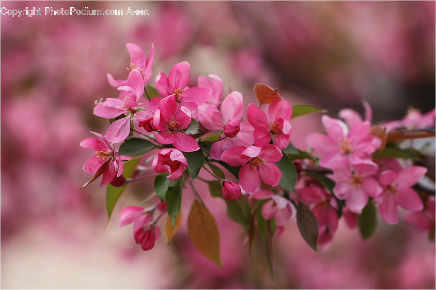 Blossom, Flora, Flower, Plant, Geranium, Cherry Blossom, Lilac